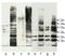 Ubiquitin B antibody, BML-PW0150-0025, Enzo Life Sciences, Western Blot image 