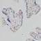 Protein Disulfide Isomerase Family A Member 5 antibody, FNab06274, FineTest, Immunohistochemistry paraffin image 