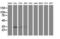 Nicotinamide Nucleotide Adenylyltransferase 1 antibody, LS-C785475, Lifespan Biosciences, Western Blot image 