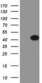 Homeobox protein Nkx-2.1 antibody, TA803320S, Origene, Western Blot image 