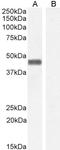 Pleckstrin antibody, LS-B3236, Lifespan Biosciences, Western Blot image 