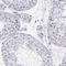 CCCTC-Binding Factor antibody, AMAb90663, Atlas Antibodies, Immunohistochemistry frozen image 
