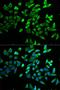 Transcription Factor 19 antibody, LS-C334523, Lifespan Biosciences, Immunofluorescence image 