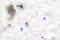 Metabotropic glutamate receptor 4 antibody, LS-C176039, Lifespan Biosciences, Immunohistochemistry paraffin image 