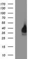 CD326 / EpCAM antibody, TA506649AM, Origene, Western Blot image 