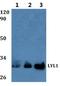 LYL1 Basic Helix-Loop-Helix Family Member antibody, A07491, Boster Biological Technology, Western Blot image 
