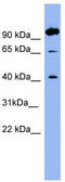 Neurotensin receptor type 1 antibody, TA346325, Origene, Western Blot image 