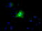 Ring Finger Protein 144B antibody, LS-C114794, Lifespan Biosciences, Immunofluorescence image 