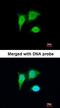 Tumor Protein P53 Inducible Protein 3 antibody, orb73803, Biorbyt, Immunofluorescence image 