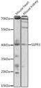 S1P3 antibody, 16-167, ProSci, Western Blot image 