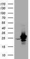 Really interesting new gene 2 protein antibody, TA800574S, Origene, Western Blot image 