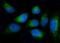 BM-90 antibody, A02970-1, Boster Biological Technology, Immunofluorescence image 