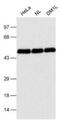 CUGBP Elav-Like Family Member 1 antibody, GTX29549, GeneTex, Western Blot image 