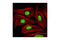 DNA replication licensing factor MCM3 antibody, 4012S, Cell Signaling Technology, Immunofluorescence image 
