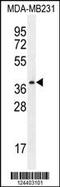 Serine Protease 3 antibody, 55-214, ProSci, Western Blot image 