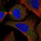 Synaptosomal-associated protein 29 antibody, HPA056492, Atlas Antibodies, Immunocytochemistry image 