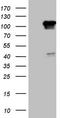 Ral Guanine Nucleotide Dissociation Stimulator Like 2 antibody, CF808396, Origene, Western Blot image 