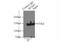 RNA Polymerase II Associated Protein 1 antibody, 15138-1-AP, Proteintech Group, Immunoprecipitation image 