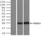 Neurogenin 3 antibody, NBP1-47878, Novus Biologicals, Immunoprecipitation image 