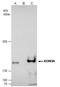 Jhdm2a antibody, GTX129046, GeneTex, Immunoprecipitation image 
