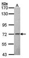 Membrane Palmitoylated Protein 2 antibody, orb73854, Biorbyt, Western Blot image 