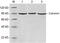 Calnexin antibody, LS-C203072, Lifespan Biosciences, Western Blot image 