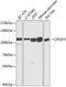 Cyclic Nucleotide Gated Channel Alpha 3 antibody, A02564, Boster Biological Technology, Western Blot image 