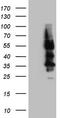Somatostatin receptor type 4 antibody, TA808224, Origene, Western Blot image 