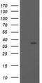PIH1 Domain Containing 2 antibody, LS-C172707, Lifespan Biosciences, Western Blot image 