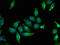 Caveolin 2 antibody, CSB-PA004572LA01HU, Cusabio, Immunofluorescence image 
