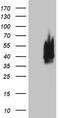 Homeobox protein CDX-1 antibody, LS-C799071, Lifespan Biosciences, Western Blot image 