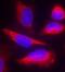 Nitric Oxide Synthase 3 antibody, orb14622, Biorbyt, Immunofluorescence image 