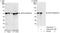 SWI/SNF Related, Matrix Associated, Actin Dependent Regulator Of Chromatin, Subfamily E, Member 1 antibody, A300-810A, Bethyl Labs, Immunoprecipitation image 