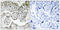 Malate dehydrogenase 2, mitochondrial antibody, LS-C199244, Lifespan Biosciences, Immunohistochemistry paraffin image 