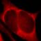PH Domain And Leucine Rich Repeat Protein Phosphatase 1 antibody, FNab06398, FineTest, Immunofluorescence image 