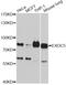 Exocyst Complex Component 5 antibody, STJ111636, St John