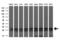 Potassium Channel Tetramerization Domain Containing 5 antibody, NBP2-02414, Novus Biologicals, Western Blot image 