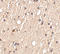 Sprouty Related EVH1 Domain Containing 1 antibody, A03613, Boster Biological Technology, Immunohistochemistry frozen image 
