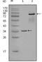Ephrin type-A receptor 7 antibody, GTX83143, GeneTex, Western Blot image 