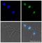Myogenin antibody, ab1835, Abcam, Immunofluorescence image 