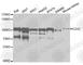 Enhancer Of Zeste 2 Polycomb Repressive Complex 2 Subunit antibody, A5428, ABclonal Technology, Western Blot image 