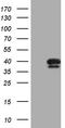 Phosphatidylinositol Transfer Protein Beta antibody, CF809354, Origene, Western Blot image 