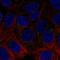 Acetylcholinesterase antibody, HPA027098, Atlas Antibodies, Immunofluorescence image 