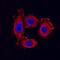Claudin 3 antibody, MAB4620, R&D Systems, Immunofluorescence image 