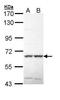 SPS1/STE20-related protein kinase YSK4 antibody, GTX111313, GeneTex, Western Blot image 