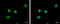 Pituitary Tumor-Transforming 2 antibody, GTX117149, GeneTex, Immunofluorescence image 