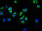 Ubiquitin-40S ribosomal protein S27a antibody, LS-C669623, Lifespan Biosciences, Immunofluorescence image 