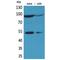 HIF-2-alpha antibody, LS-C387091, Lifespan Biosciences, Western Blot image 