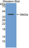 Lactate Dehydrogenase B antibody, LS-C314253, Lifespan Biosciences, Western Blot image 