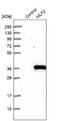 Myeloid leukemia factor 2 antibody, NBP1-82518, Novus Biologicals, Western Blot image 